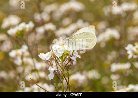 Weiß wallrocket (Diplotaxis erucoides) mit einem cabbage Butterfly (Pieris brassicae) oben Stockfoto