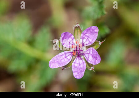 Nahaufnahme der Gemeinsamen stork's Bill, Erodium cicutarium Stockfoto