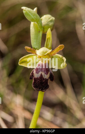 Nahaufnahme der dunklen Biene - Orchidee, Ophrys fusca, Santpedor, Katalonien, Spanien Stockfoto