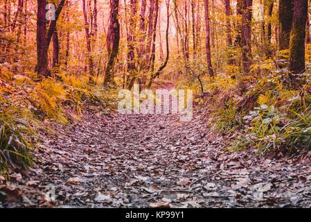 Bäume um eine kleine Straße, Pfad und trockene Blätter auf dem Boden. Natürliche Hintergrund. Blick auf den Wald Stockfoto