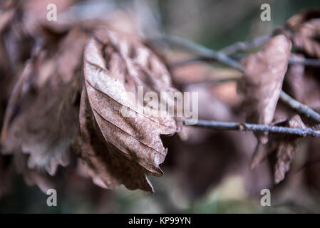 Textur von Herbst trocken Ahorn Blätter im Herbst. Stockfoto