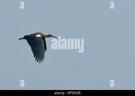 Red Naped Ibis im Flug Stockfoto