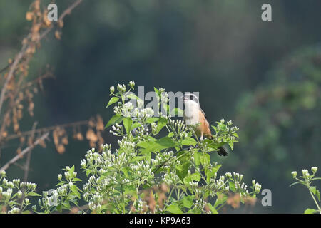 Long-tail Shrike Singen und Sitzen auf Zweig Stockfoto