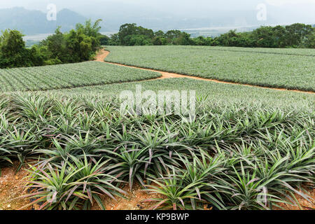 Ananas Feld in TaiTung, Taiwan Stockfoto