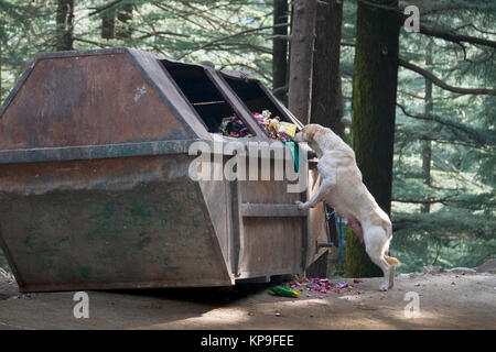 Straße Hund scavenging Essen aus dem Papierkorb in Mcleod Ganj, Indien Stockfoto