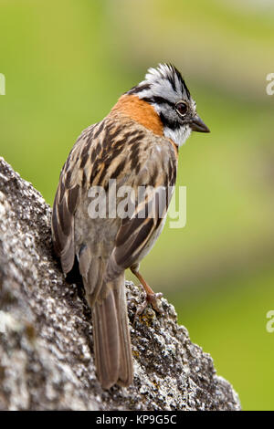 Die RUFOUS-collared Sparrow - Zonotrichia capensis - Machu Picchu in Peru fotografiert. Stockfoto