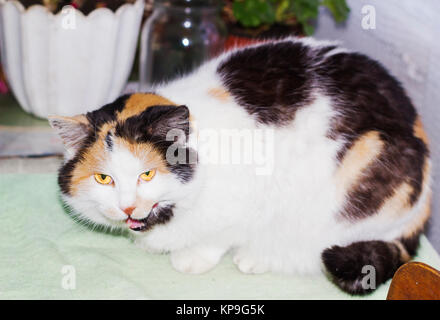 Wunderschöne Glückskatze sitzt und lickens Stockfoto