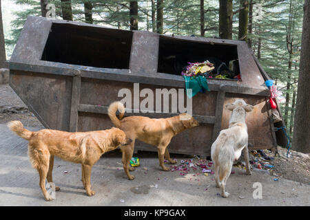 Street Dogs scavenging Essen aus dem Papierkorb in Mcleod Ganj, Indien Stockfoto