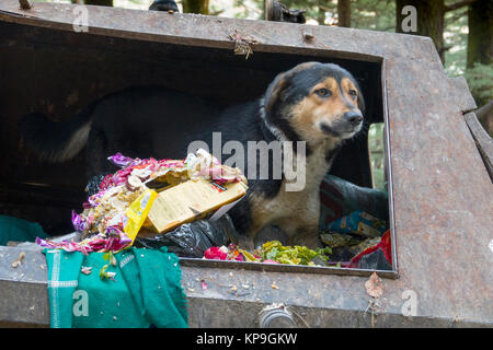 Straße Hund scavenging Essen aus dem Papierkorb in Mcleod Ganj, Indien Stockfoto