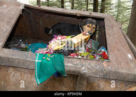 Straße Hund scavenging Essen aus dem Papierkorb in Mcleod Ganj, Indien Stockfoto