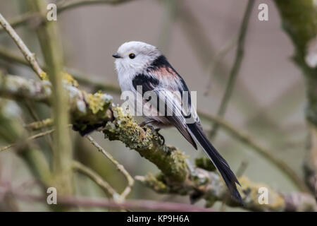 Nordic schwanzmeise (Aegithalos caudatus caudatus) Stockfoto