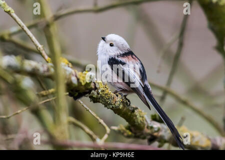 Nordic schwanzmeise (Aegithalos caudatus caudatus) Stockfoto