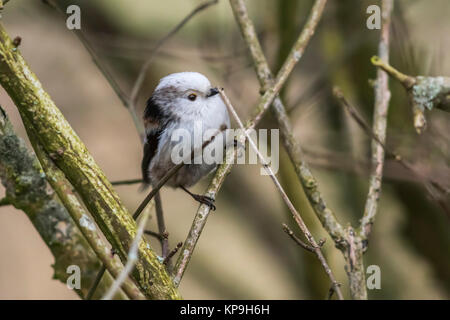 Nordic schwanzmeise (Aegithalos caudatus caudatus) Stockfoto