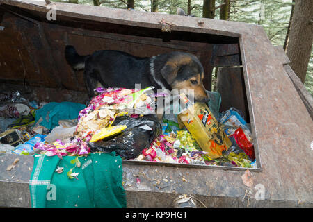 Straße Hund scavenging Essen aus dem Papierkorb in Mcleod Ganj, Indien Stockfoto