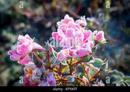 Frosted cluster-blühenden Rose Blume Teppich im Dezember 2017 Rosa in Großbritannien Stockfoto
