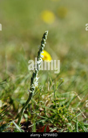 (Spiranthes aestivalis spiranthes aestivalis) auf den Wällen Stockfoto