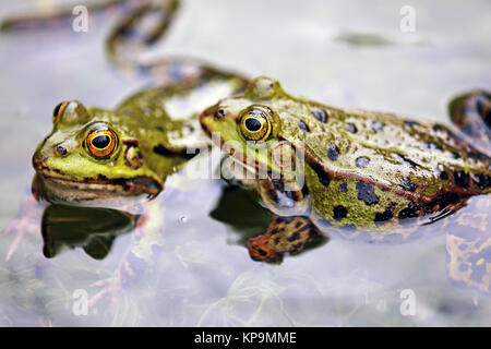 Teich Frösche in die Laichgründe Stockfoto