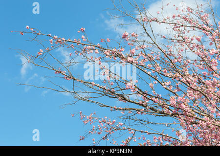 Rosa blühende Zweige mit Frühling blühender Apfelbaum Blumen Stockfoto