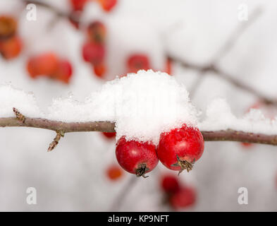 Reife äpfel mit Schnee bedeckt Stockfoto