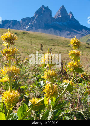 Gelbe Blumen in den Alpen Stockfoto