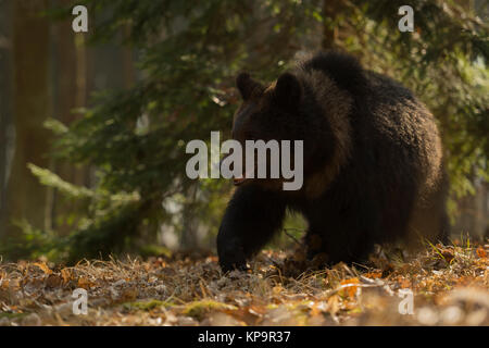 Europäische Braunbären/Europäischer Braunbaer (Ursus arctos), in Eile, laufen durch die herbstlichen Wälder, cocky jungen in schönes Licht, Europa. Stockfoto