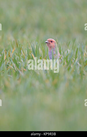 Rebhuhn (Perdix perdix) versteckt sich in einem Feld von Winterweizen, strecken den Hals, neugierig, gefährdeten sie durch intensive Landwirtschaft, Europa. Stockfoto