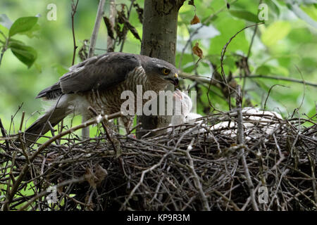 Sperber (Accipiter nisus), erwachsene Frau am Rande von seinem Nest, füttern ihren Nachwuchs, junge weiße Küken Betteln für Lebensmittel, Europa. Stockfoto