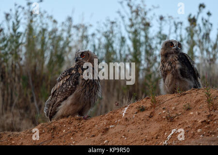 Uhu/Eulen (Bubo bubo), junge Vögel, auf einem kleinen Hügel, in der Dämmerung, weiches Licht, in der natürlichen Einstellung, wildife, Europa. Stockfoto