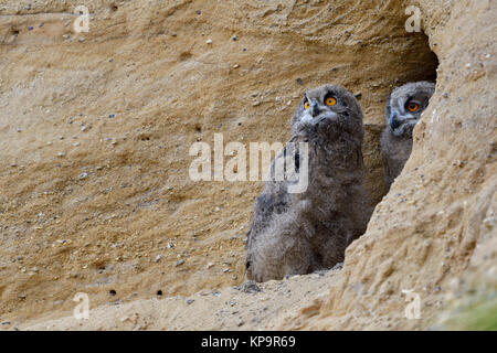 Eurasischen Uhus/Europaeische Uhus (Bubo bubo), jungen Küken, vor ihrem Nest graben In einer Sandkuhle, Wildlife, Europa. Stockfoto