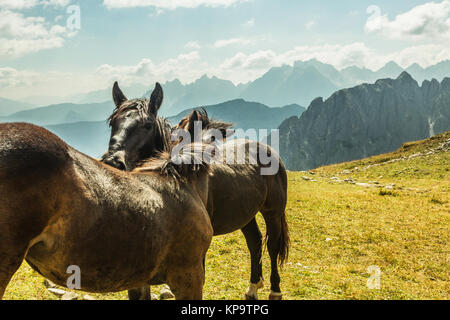 Pferde auf der grünen Weide. Schöne Pferde in der Bergwelt im Vordergrund, Dolomiten, Italien. Sonnigen Tag. Travel Concept, Copyspace. Stockfoto