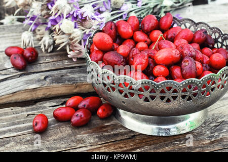 Ernte reifen Beeren der Hartriegel in stilvolle vase Stockfoto