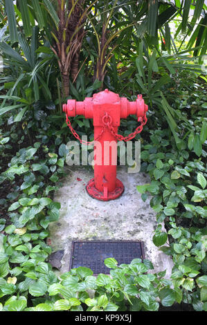 Red Fire Hydrant unter den Baum und Pflanze Stockfoto