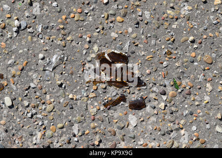 Braunes Glas der zerbrochenen Flasche auf Asphalt Stockfoto