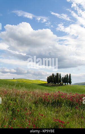 Toskanische Zypresse Gruppe und Blumen vor der bewölkte Himmel Stockfoto