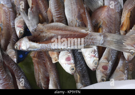 Gesalzener Fisch getrocknet Stockfoto