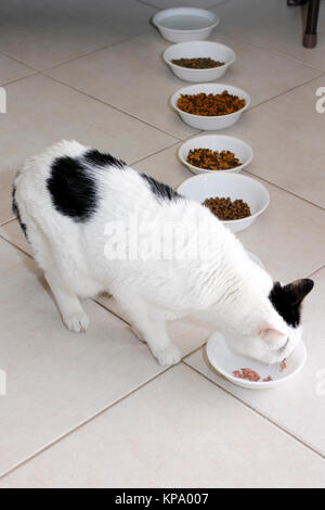 Kitty Cat Essen Nassfutter Stockfoto