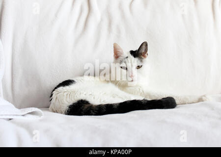 Weiße und Schwarze Katze Entspannend Stockfoto