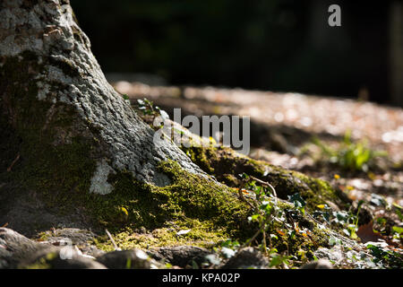 Woodrock und Wald Textur Stockfoto