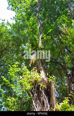 Niederlassungen der Banyan Tree Stockfoto