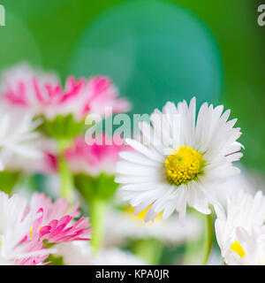 Bouquet von kleinen zarten Gänseblümchen, Nahaufnahme Stockfoto