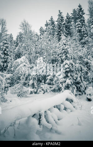 Winter Schnee bedeckten Bäume. Viitna, Estland. Stockfoto