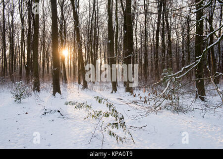 Wintermorgen in Normanshill Woods, Nottinghamshire England Großbritannien Stockfoto