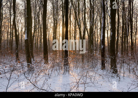 Wintermorgen in Normanshill Woods, Nottinghamshire England Großbritannien Stockfoto