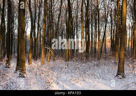 Wintermorgen in Normanshill Woods, Nottinghamshire England Großbritannien Stockfoto