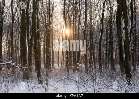 Wintermorgen in Normanshill Woods, Nottinghamshire England Großbritannien Stockfoto