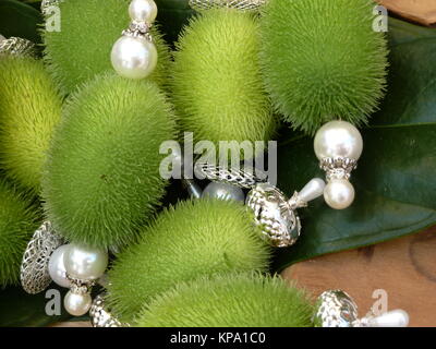 Igel Gurke mit Perlenschmuck auf Blatt und Holz Stockfoto