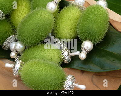 Igel Gurke mit Perlenschmuck auf Blatt und Holz Stockfoto