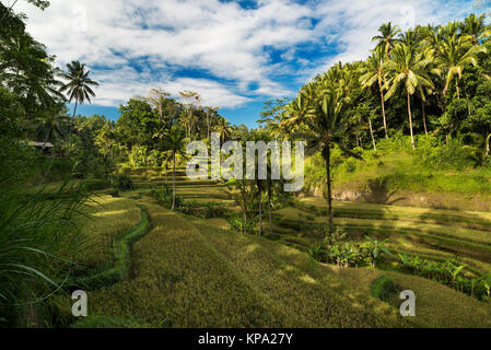 Schöne Reisterrassen im Morgenlicht in der Nähe von tegallalang Dorf, Ubud, Bali, Indonesien. Stockfoto