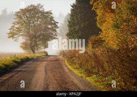 Waldweg im Harz Goldener Herbst mit Nebel Stockfoto