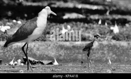 Maskierte kiebitz Küken, Baby, Junge, Vanellus Meilen, Townsville, Queensland, Australien Stockfoto